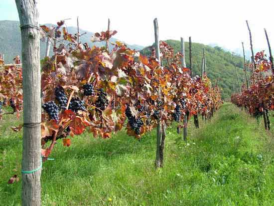 Wine Tasting “Tenuta San Francesco farm” 7