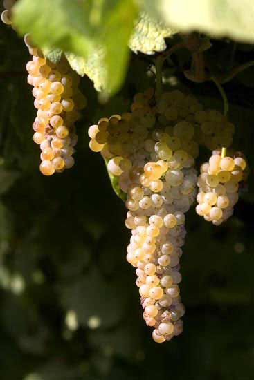 Wine Tasting “Tenuta San Francesco farm” 8
